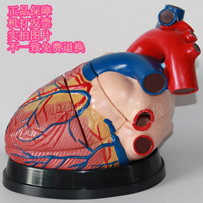 人体心脏解剖模型 心脏模型 放大4倍心脏模 型放大4倍心脏 送挂图