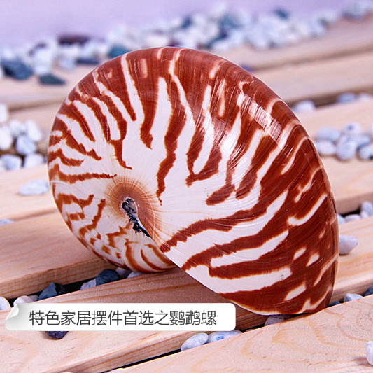 天然超大海螺贝壳鹦鹉螺 四大名螺之一 收藏摆件 礼品精品特价
