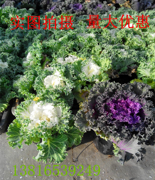 羽衣甘蓝苗甘蓝菜盆栽植物 紫红色 叶牡丹 耐寒花卉冬季室外花卉
