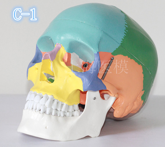 头骨模型 儿童头颅骨 骷髅模型 人头骨标本 彩色头骨  头骨骨缝线折扣优惠信息
