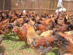 虫草香土鸡13只限量销售虫子鸡蝇蛆养的鸡营养全面的农村土鸡