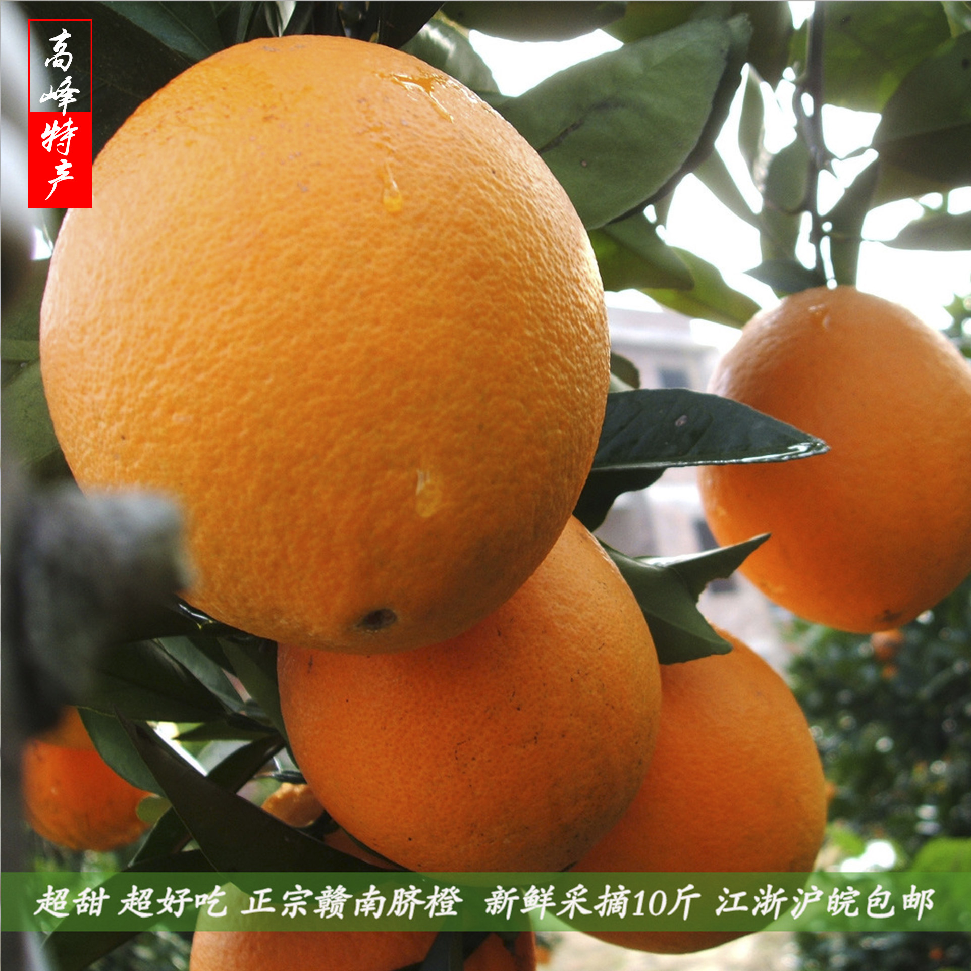 2015新鲜 正宗赣南脐橙 新鲜水果脐橙甜橙子10斤江浙沪皖包邮