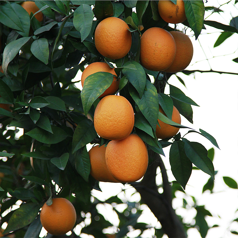 新鲜水果湖北脐橙 脐橙 橙 橙子新鲜甜橙精品果 孕妇脐橙5斤包邮
