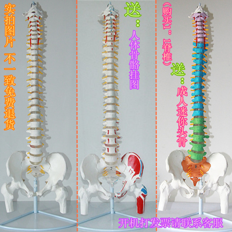 人体脊椎模型 正骨手法练习 脊椎附骨盆 椎间盘 1:1人体脊柱模型