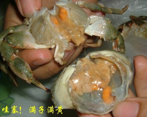 东海鲜活水产批发新鲜 石蟹 花盖蟹梭子蟹 全母海螃蟹花蟹膏蟹