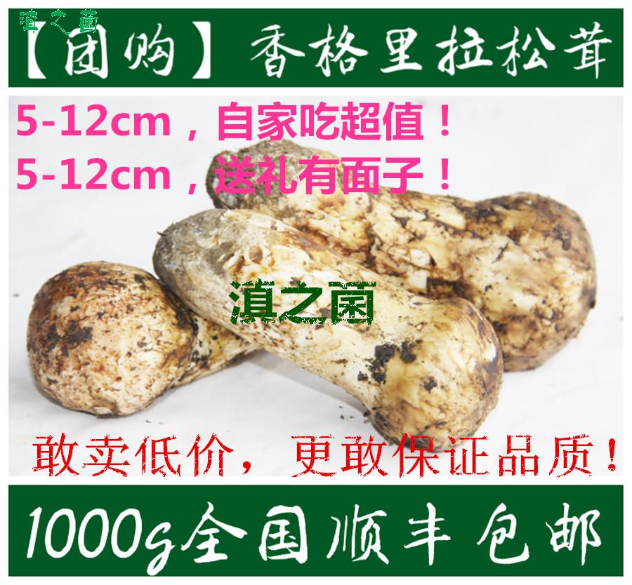【团购】云南特产香格里拉新鲜松茸 野生菌松茸菌出口级500g