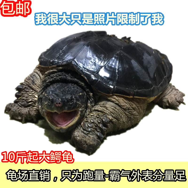 小鳄龟活体乌龟宠物龟大乌龟大鳄龟鳄鱼龟水陆龟鳄龟1-10斤包邮