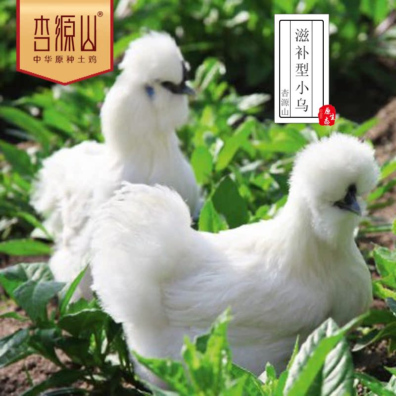 中华原种土鸡 杏源山农场放养乌鸡高营养孕妇补品散养土鸡月子鸡