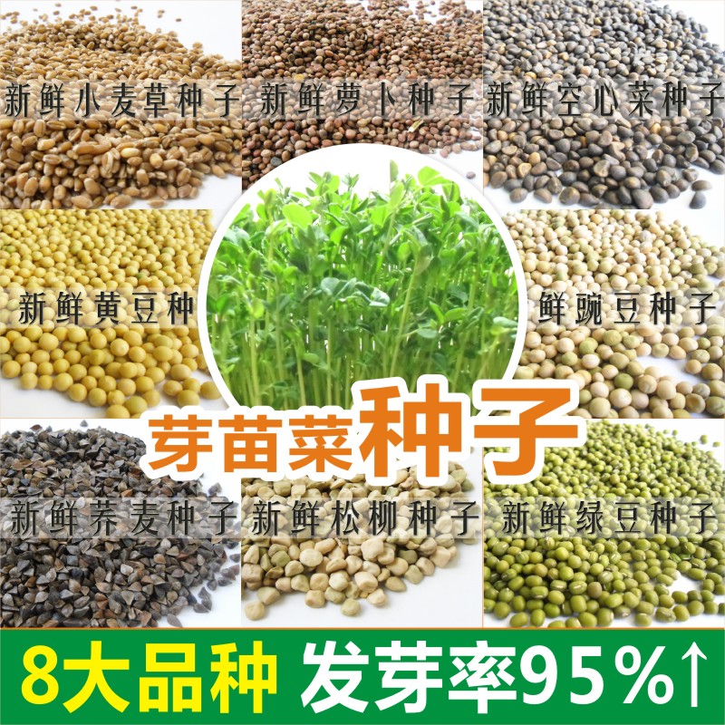 芽苗菜种子 萝卜 豌豆 小麦 黄豆 绿豆 松柳 空心菜种子8种可选折扣优惠信息