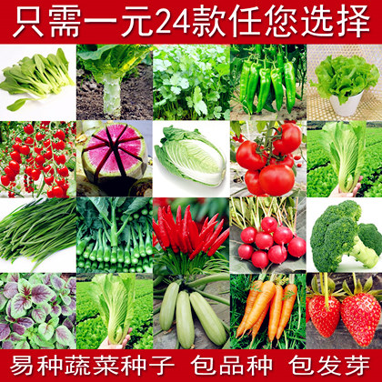 蔬菜种子套餐 阳台盆栽四季播易种菜种子家庭菜籽水果种子包邮