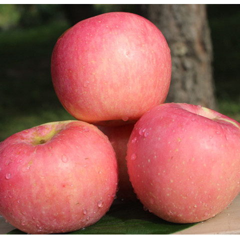 高原糖心原生态有机绿色新鲜水果苹果红富士90#以上精品12个包邮