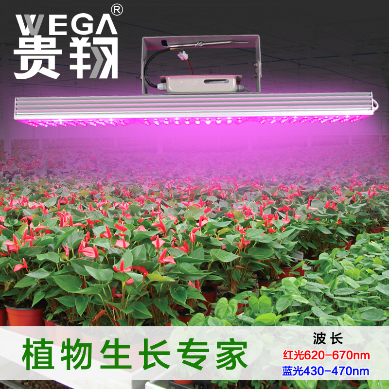 植物生长补光灯 大功率LED大棚园艺育苗花红蓝室内光合生长补光灯折扣优惠信息