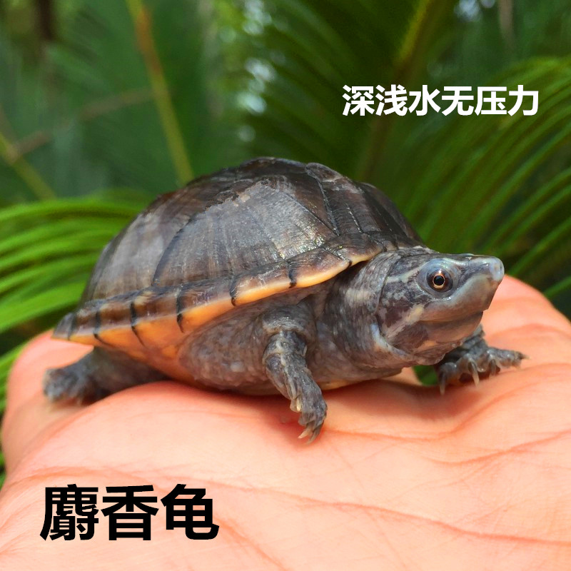 麝香龟苗小剃刀龟深水观赏龟6-8cm蛋龟乌龟活体宠物包邮