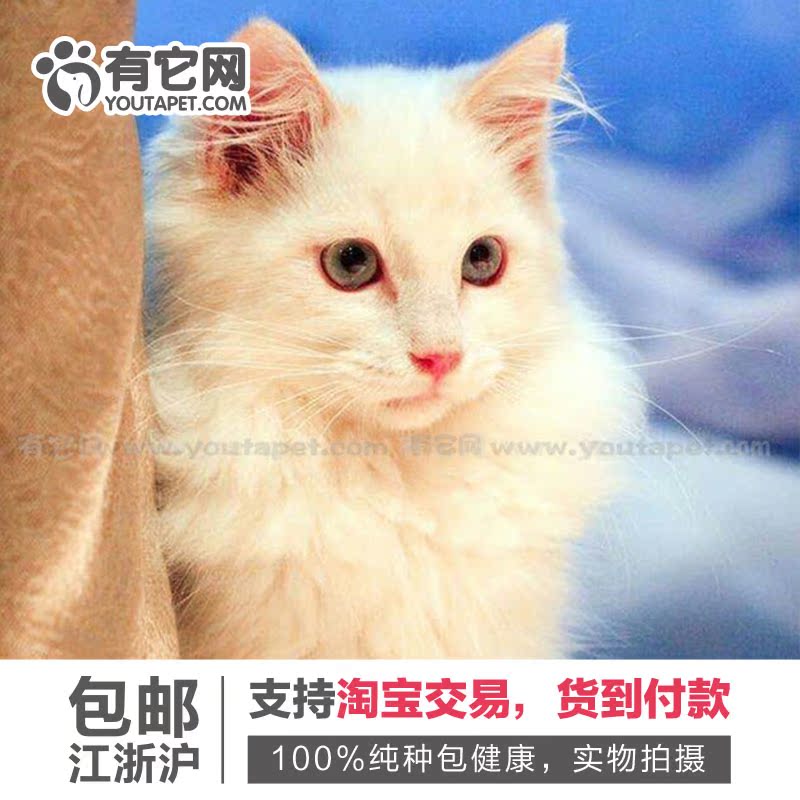 有它网宠物活体小猫咪双色奶油色海豹色蓝眼山猫布偶猫幼猫幼崽8