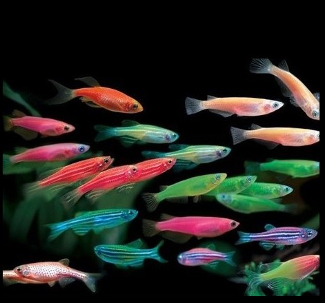 包邮促销热带鱼淡水观赏鱼小型红蓝紫色斑马鱼生态鱼缸水族箱活体