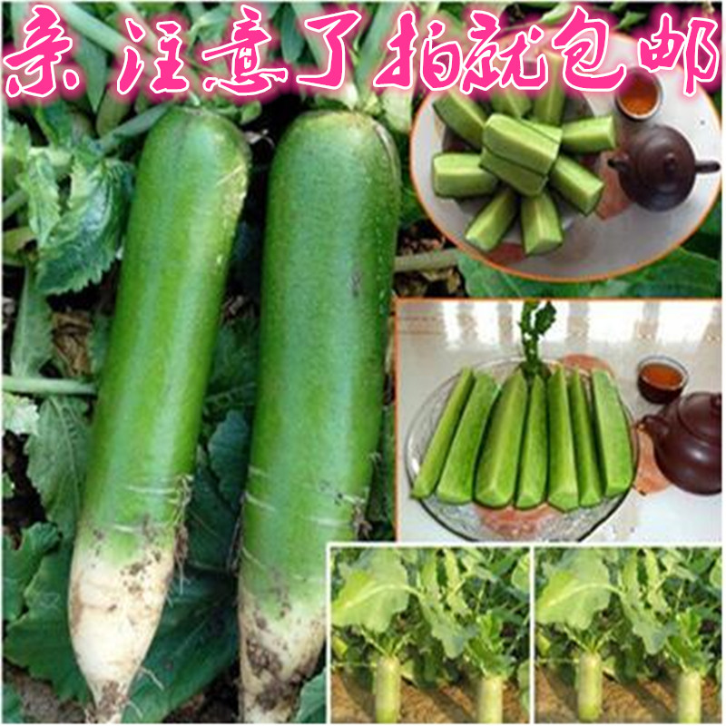 【天天特价】潍县青萝卜种子里外青水果萝卜四季种植家庭蔬菜种子折扣优惠信息