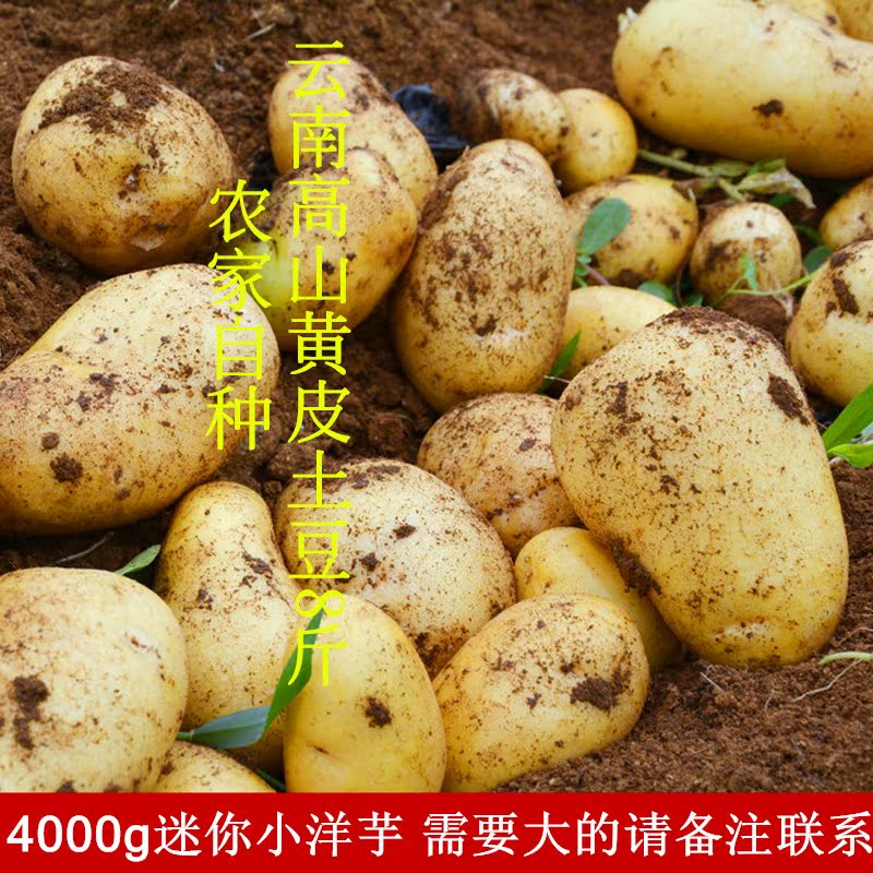 云南高山有机迷你小土豆8斤装新鲜黄皮洋芋农家自种马铃薯老品种折扣优惠信息