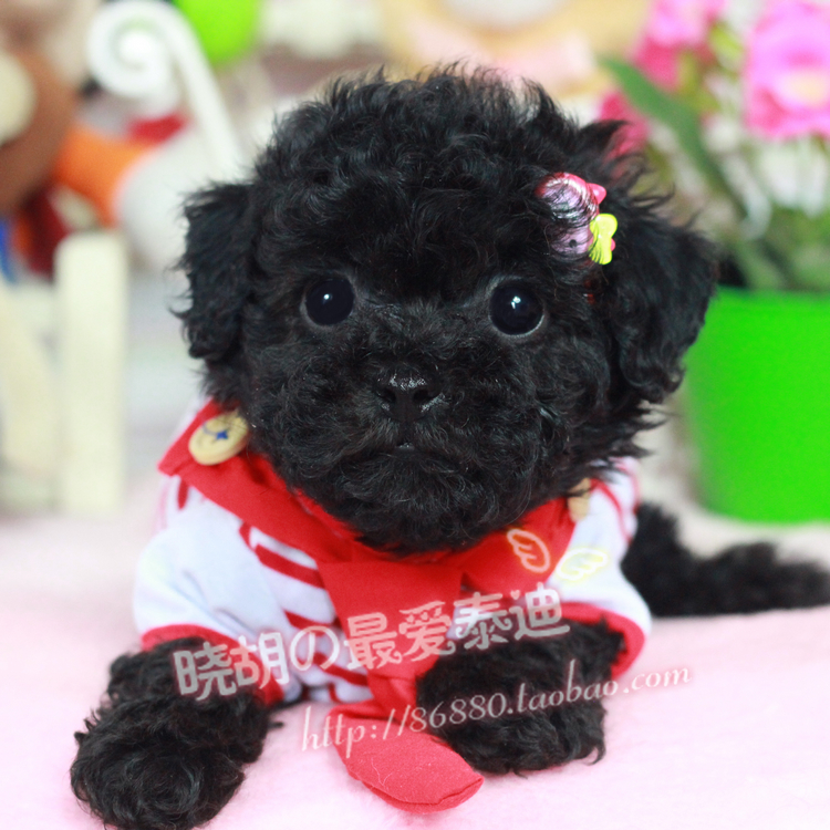 【小胡】泰迪犬幼犬出售 微小型黑色活体小狗狗 活体宠物狗F487#