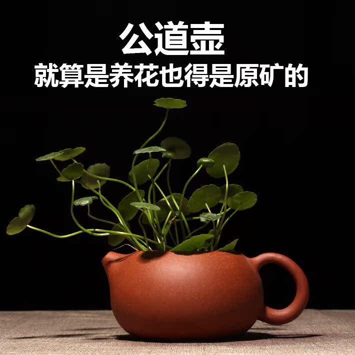 宜兴紫砂公道杯陶瓷兰花 盆景盆栽简约个性多肉植物吊兰组合花盆