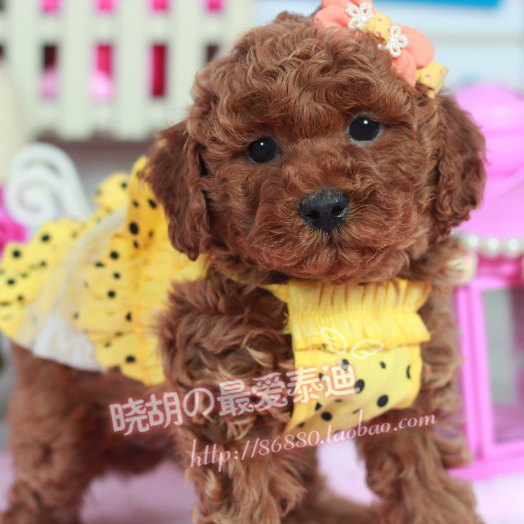 【小胡】泰迪犬幼犬出售 玩具型泰迪活体小狗狗 活体宠物狗F555#