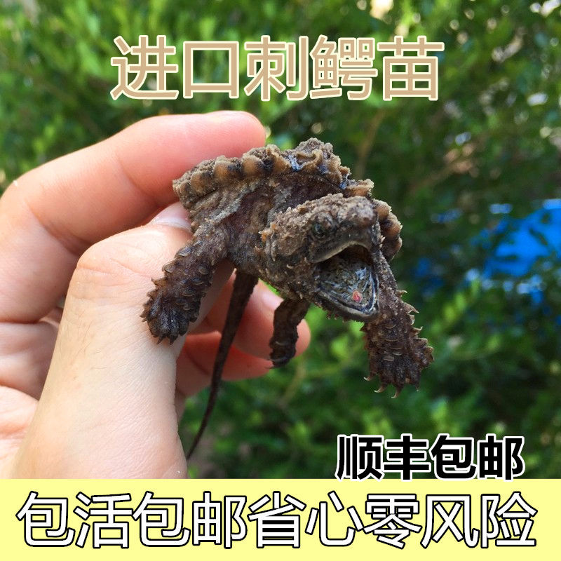 2016年大鳄龟苗活体大鳄龟头苗进口龟苗钓鱼龟刺大鳄活体3-6厘米