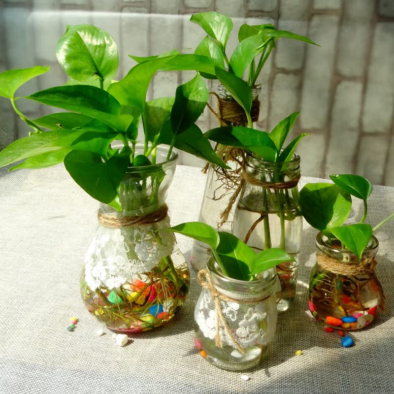 透明玻璃花瓶花盆干花鲜花仿真花绿萝风信子水养植物器皿满包邮