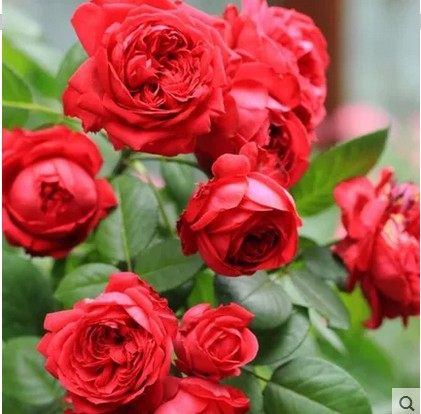 红龙经典藤本月季 红色龙沙宝石 爬藤玫瑰 赛蔷薇折扣优惠信息