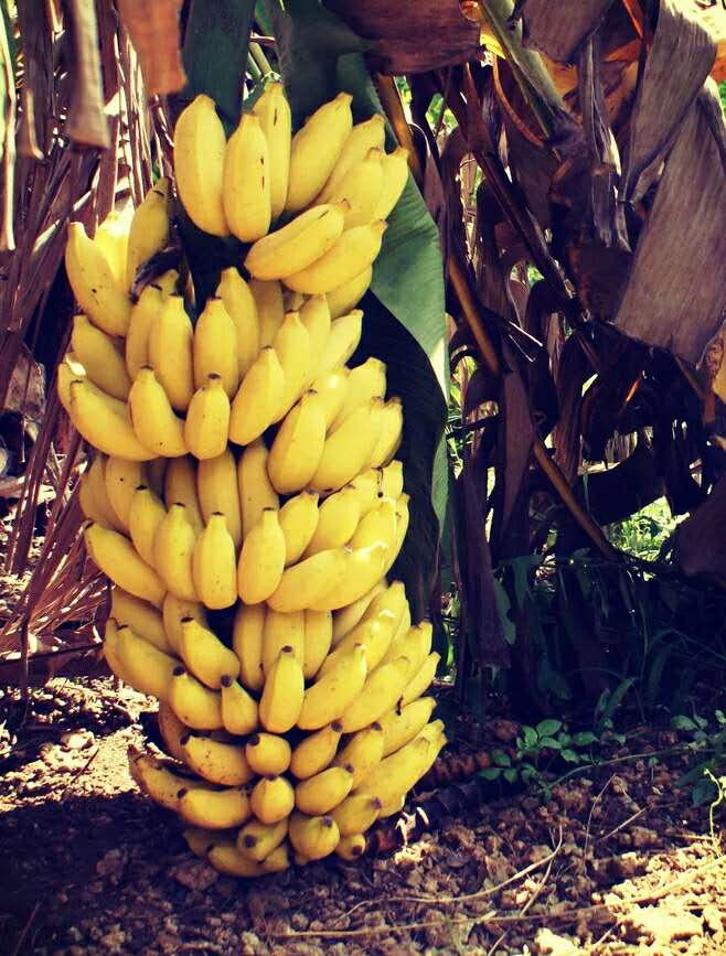 特价包邮5斤海南三亚小米粉蕉 新鲜水果芭蕉粉蕉香蕉非帝王蕉