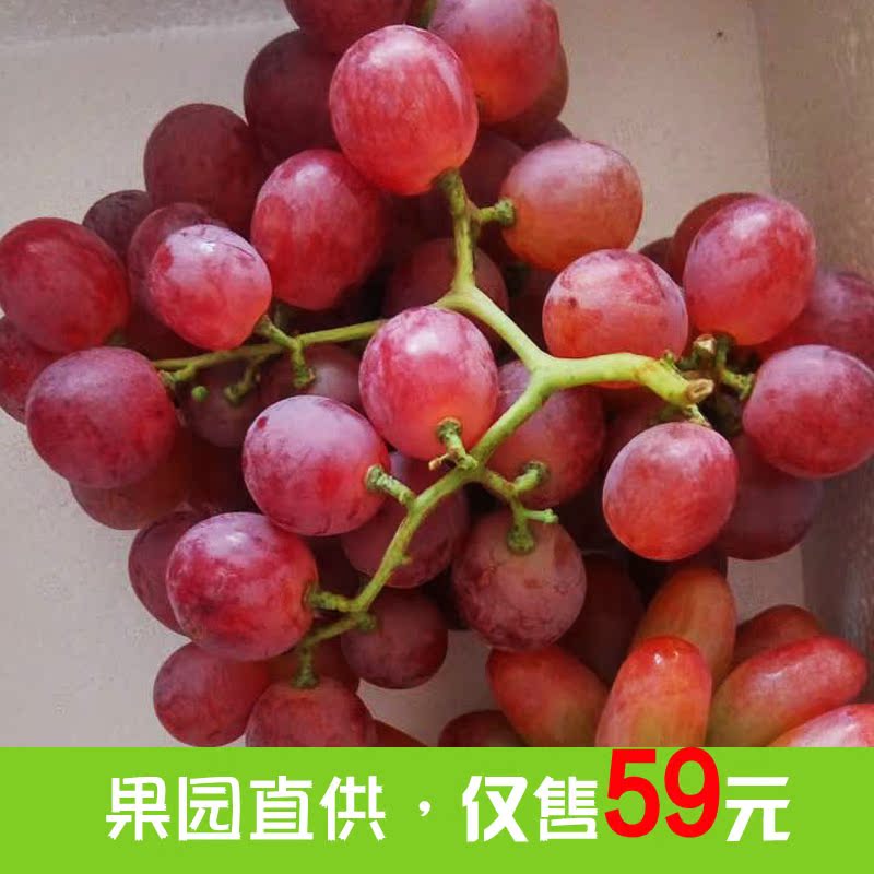新鲜现摘葡萄 有机葡萄提子红提新鲜水果5斤装现摘现发