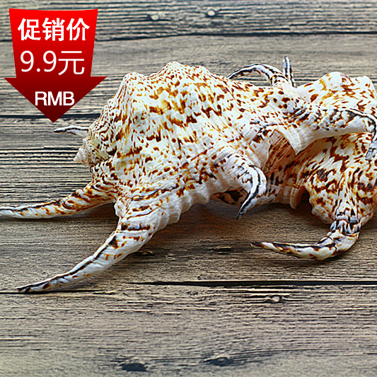 特价天然大海螺贝壳六角螺水字螺 创意礼品摆件 水族鱼缸装饰