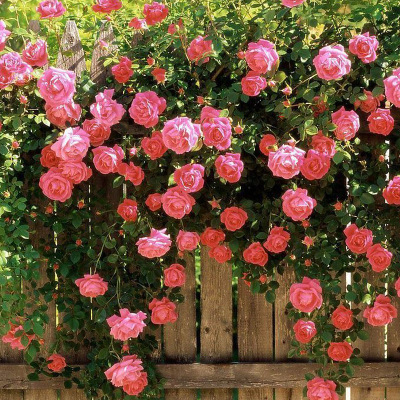 攀援植物2-5年生蔷薇苗庭院阳台爬藤月季玫瑰绿植四季观赏花卉