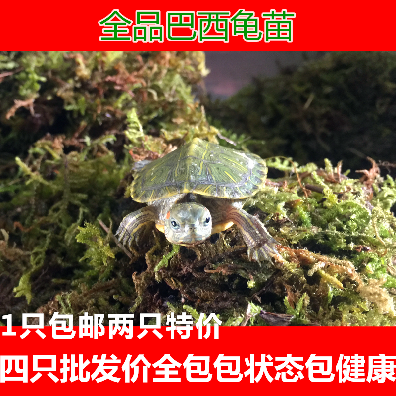 巴西龟彩龟乌龟活体红耳龟情侣龟宠物龟水龟招财龟2-12厘米全品