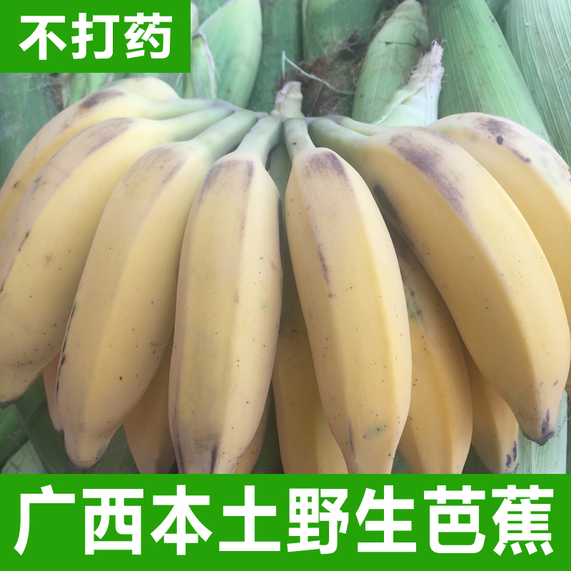 广西野生芭蕉 绿色香蕉新鲜小米蕉 大蕉芭蕉孕妇儿童水果 4斤包邮