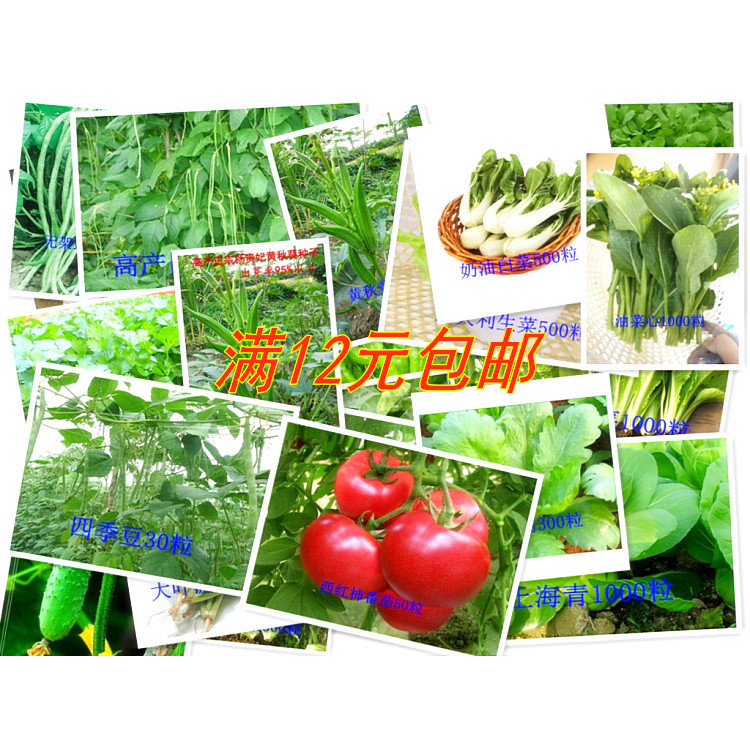 蔬菜种子套餐 阳台盆栽四季播易种菜种子 高产种子 春播菜籽庭院