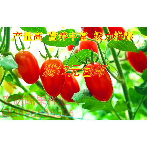 高产红贵妃樱桃番茄种子 红圣女 盆栽阳台种子 原厂彩袋包装高产