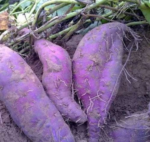 正宗天目山紫薯天然农家番薯紫薯新鲜马铃薯地瓜5斤特价全国包邮