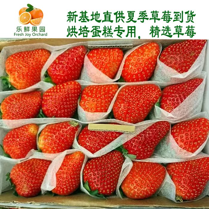新鲜四季草莓鲜果1盒蛋糕甜品烘培新鲜水果特价广东满4盒顺丰包邮