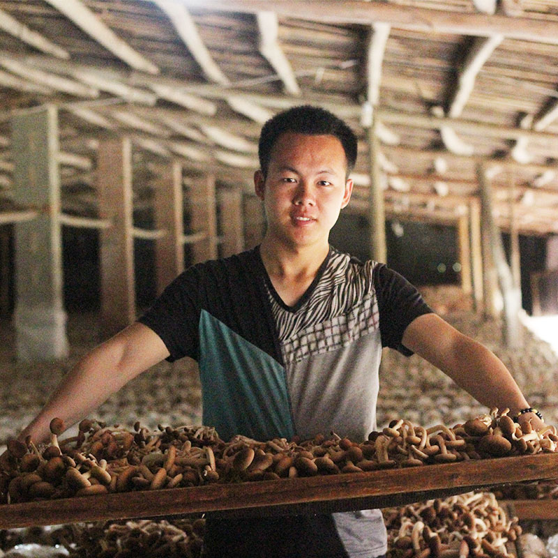本月刚采茶树菇干货特级  农家自产不开伞茶树菇250克干货 新鲜菇折扣优惠信息