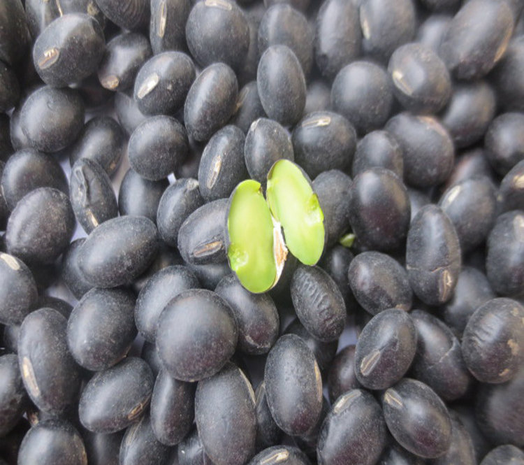 绿芯黑豆 沂蒙山农家自产黑豆粗粮500g 纯天然大粒绿心黑豆 包邮